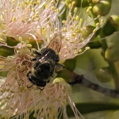 Paracolletes crassipes at Holder Wetlands - 27 Nov 2023 05:05 PM