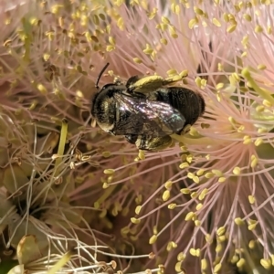 Paracolletes crassipes at Holder Wetlands - 27 Nov 2023 05:05 PM