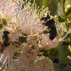 Paracolletes crassipes at Holder Wetlands - 27 Nov 2023