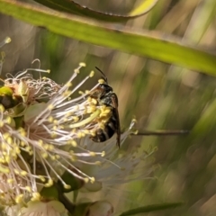 Lasioglossum (Chilalictus) bicingulatum at Molonglo Valley, ACT - 27 Nov 2023