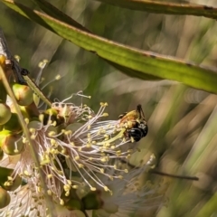 Lasioglossum (Chilalictus) bicingulatum at Molonglo Valley, ACT - 27 Nov 2023