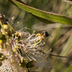 Lasioglossum (Chilalictus) bicingulatum at Molonglo Valley, ACT - 27 Nov 2023