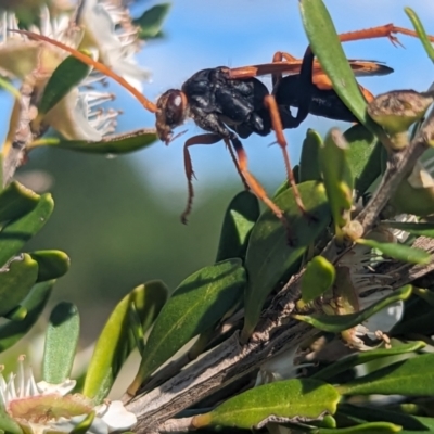 Cryptocheilus bicolor (Orange Spider Wasp) at Coombs, ACT - 27 Nov 2023 by Miranda