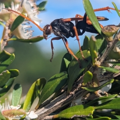 Cryptocheilus australis (Golden spider wasp) at Holder Wetlands - 27 Nov 2023 by Miranda
