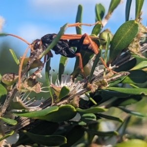 Cryptocheilus bicolor at Holder Wetlands - 27 Nov 2023