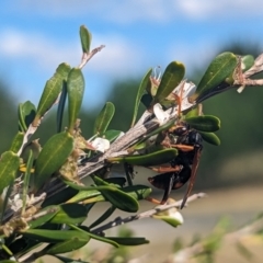 Cryptocheilus bicolor at Holder Wetlands - 27 Nov 2023