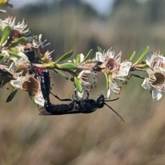 Rhagigaster ephippiger (Smooth flower wasp) at Coombs, ACT - 27 Nov 2023 by Miranda