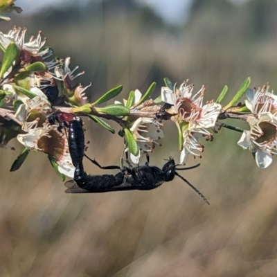 Rhagigaster ephippiger (Smooth flower wasp) at Holder Wetlands - 27 Nov 2023 by Miranda