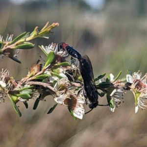 Rhagigaster ephippiger at Holder Wetlands - 27 Nov 2023