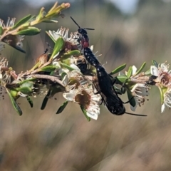 Rhagigaster ephippiger at Holder Wetlands - 27 Nov 2023 04:54 PM