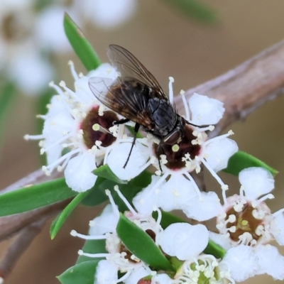 Calliphora stygia (Brown blowfly or Brown bomber) at Wodonga - 24 Nov 2023 by KylieWaldon