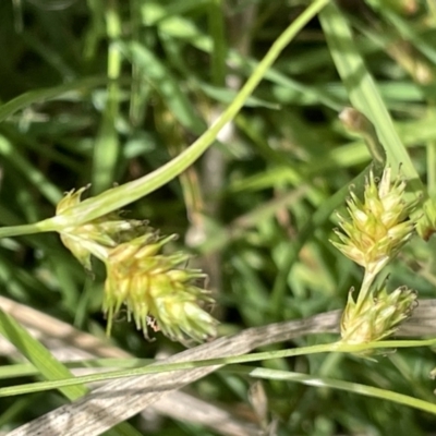 Carex inversa (Knob Sedge) at Wambrook, NSW - 23 Nov 2023 by JaneR