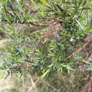 Pimelea pauciflora at Wambrook, NSW - 23 Nov 2023 01:08 PM