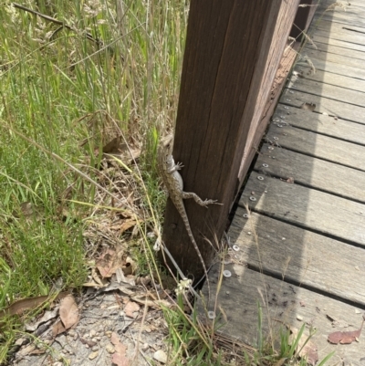 Amphibolurus muricatus (Jacky Lizard) at Namadgi National Park - 27 Nov 2023 by simonstratford