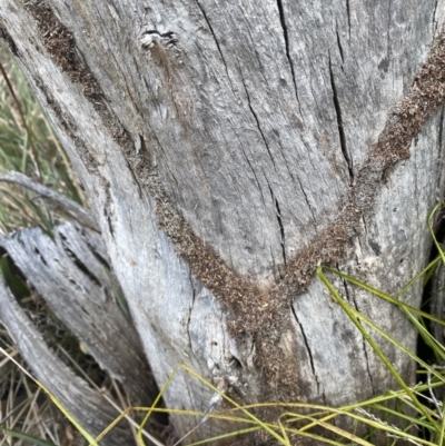 Papyrius sp. (genus) (A Coconut Ant) at Namadgi National Park - 27 Nov 2023 by simonstratford