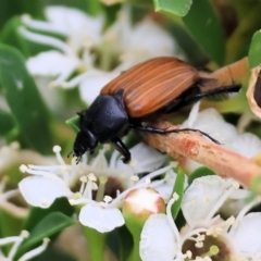 Phyllotocus rufipennis (Nectar scarab) at WREN Reserves - 24 Nov 2023 by KylieWaldon