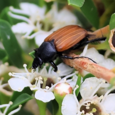 Phyllotocus rufipennis (Nectar scarab) at WREN Reserves - 24 Nov 2023 by KylieWaldon