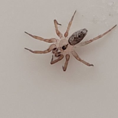Oecobius sp. (genus) (Wall spider) at Sullivans Creek, Lyneham South - 27 Nov 2023 by trevorpreston