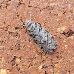 Philobota philostaura (A Concealer moth (Philobota group)) at Sullivans Creek, Lyneham South - 27 Nov 2023 by trevorpreston