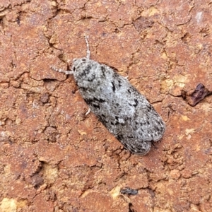 Philobota philostaura at Sullivans Creek, Lyneham South - 27 Nov 2023