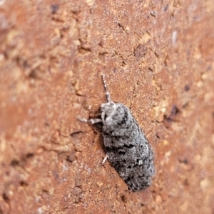 Philobota philostaura at Sullivans Creek, Lyneham South - 27 Nov 2023