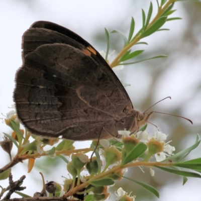 Heteronympha merope (Common Brown Butterfly) at Wodonga - 24 Nov 2023 by KylieWaldon