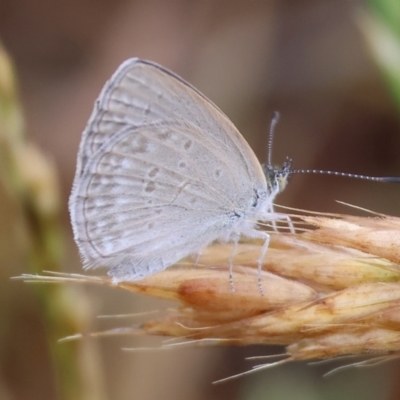 Zizina otis (Common Grass-Blue) at Wodonga - 25 Nov 2023 by KylieWaldon