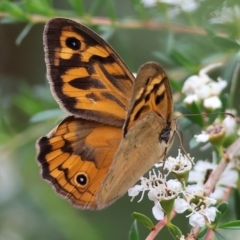 Heteronympha merope (Common Brown Butterfly) at WREN Reserves - 24 Nov 2023 by KylieWaldon