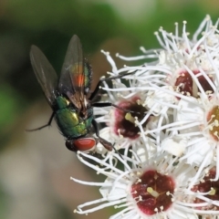 Lucilia cuprina (Australian sheep blowfly) at Wodonga - 26 Nov 2023 by KylieWaldon