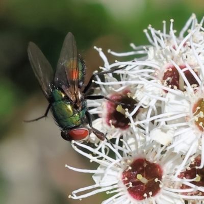 Lucilia cuprina (Australian sheep blowfly) at Wodonga - 26 Nov 2023 by KylieWaldon