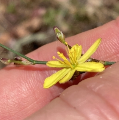 Tricoryne elatior (Yellow Rush Lily) at Majura, ACT - 27 Nov 2023 by SilkeSma