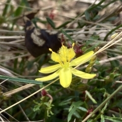 Tricoryne elatior (Yellow Rush Lily) at Mount Ainslie - 27 Nov 2023 by SilkeSma