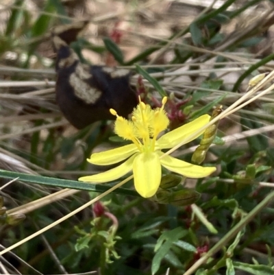 Tricoryne elatior (Yellow Rush Lily) at Mount Ainslie - 27 Nov 2023 by SilkeSma