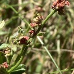 Gonocarpus tetragynus (Common Raspwort) at Mount Ainslie - 27 Nov 2023 by SilkeSma