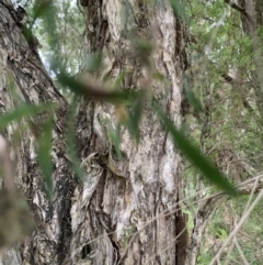 Melaleuca linariifolia (Flax-leaved Paperbark) at Taringa, QLD - 27 Nov 2023 by UserKC
