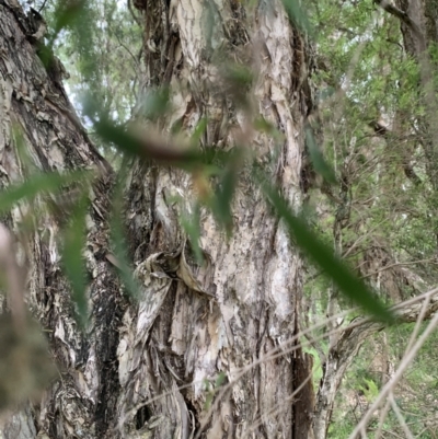 Melaleuca linariifolia (Flax-leaved Paperbark) at Taringa, QLD - 27 Nov 2023 by UserKC