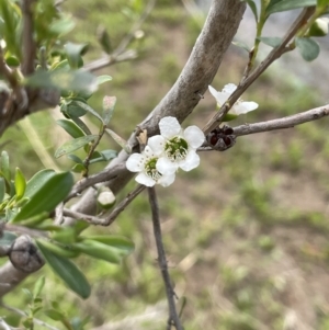 Leptospermum obovatum at Wambrook, NSW - 23 Nov 2023 12:53 PM