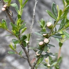 Leptospermum obovatum at Wambrook, NSW - 23 Nov 2023 12:53 PM