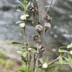 Leptospermum obovatum at Wambrook, NSW - 23 Nov 2023 12:53 PM