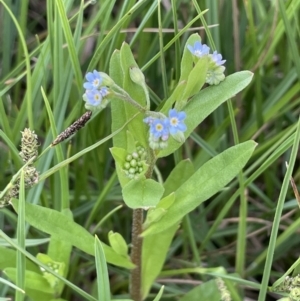 Myosotis laxa subsp. caespitosa at Adaminaby, NSW - 23 Nov 2023