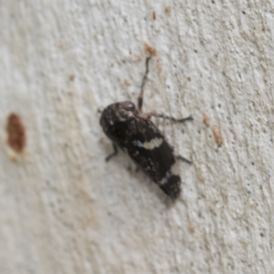 Eurypella tasmaniensis (Eurypella tasmaniensis) at Scullin, ACT - 14 Feb 2023 by AlisonMilton