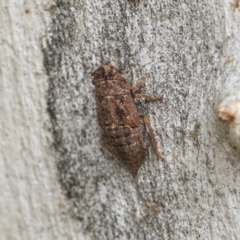 Stenocotis sp. (genus) (A Leafhopper) at Scullin, ACT - 14 Feb 2023 by AlisonMilton