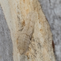 Ledromorpha planirostris (A leafhopper) at Scullin, ACT - 13 Feb 2023 by AlisonMilton