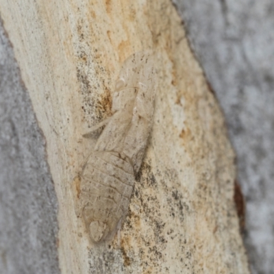 Ledromorpha planirostris (A leafhopper) at Scullin, ACT - 14 Feb 2023 by AlisonMilton