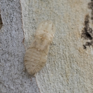 Ledromorpha planirostris at Scullin, ACT - 14 Feb 2023 10:02 AM