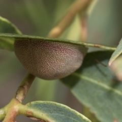 Paropsis atomaria (Eucalyptus leaf beetle) at Scullin, ACT - 13 Feb 2023 by AlisonMilton