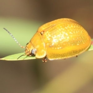 Paropsisterna cloelia at Scullin, ACT - 14 Feb 2023