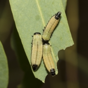 Paropsisterna cloelia at Scullin, ACT - 14 Feb 2023