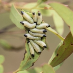 Paropsisterna cloelia at Scullin, ACT - 14 Feb 2023