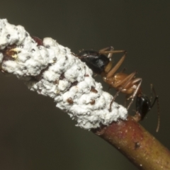 Camponotus consobrinus (Banded sugar ant) at Scullin, ACT - 13 Feb 2023 by AlisonMilton